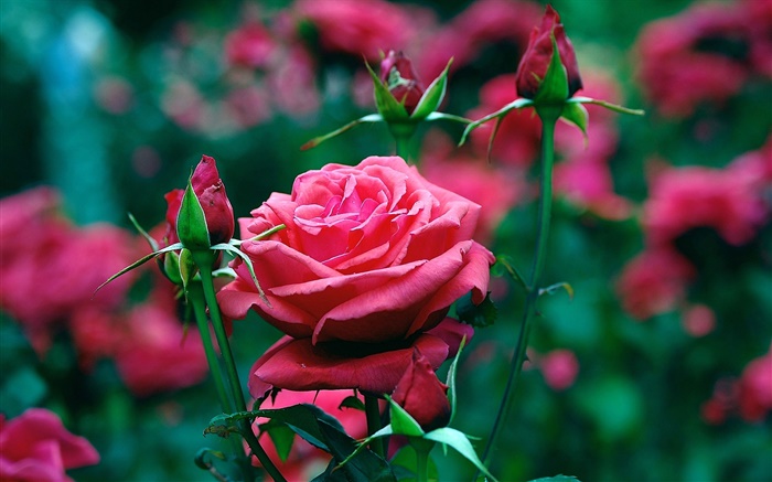红玫瑰鲜花在花园里 壁纸 图片
