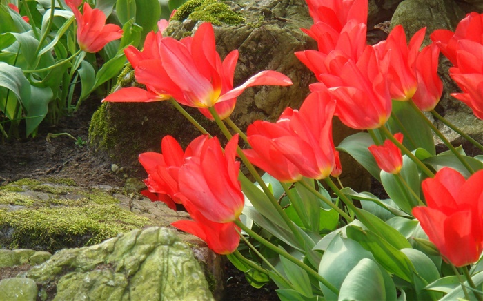 红色的郁金香花场侧视图 壁纸 图片