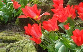 红色的郁金香花场侧视图