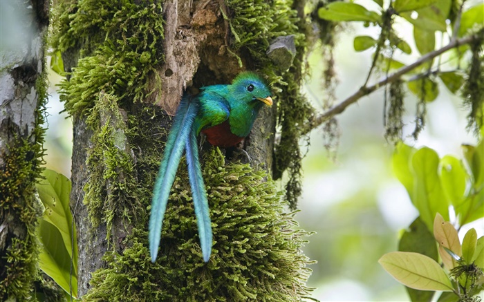 凤尾绿咬鹃，出巢，蓝羽鸟，哥斯达黎加 壁纸 图片