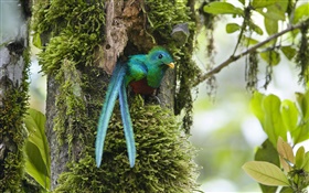 凤尾绿咬鹃，出巢，蓝羽鸟，哥斯达黎加 高清壁纸