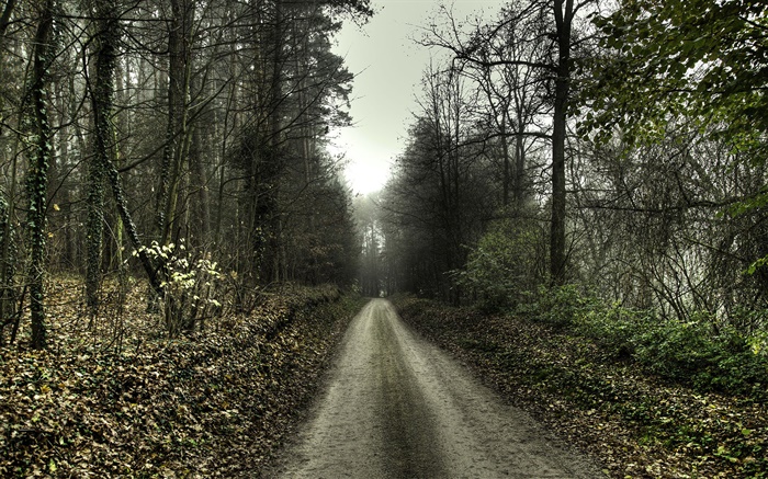 路，树，雾，黎明 壁纸 图片