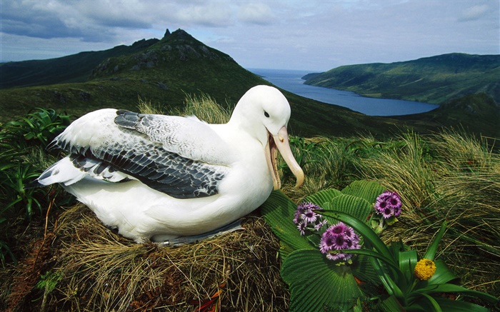 皇家信天翁，鸟巢，坎贝尔岛，新西兰 壁纸 图片