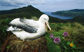 皇家信天翁，鸟巢，坎贝尔岛，新西兰 高清壁纸