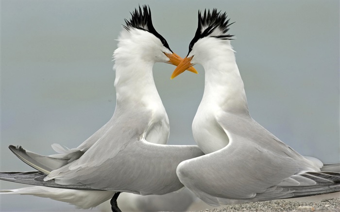 皇家燕鸥求爱，佛罗里达州 壁纸 图片