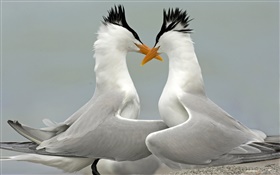 皇家燕鸥求爱，佛罗里达州