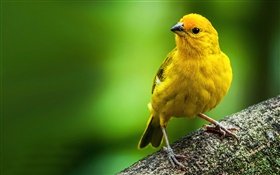 藏红花雀，黄羽鸟