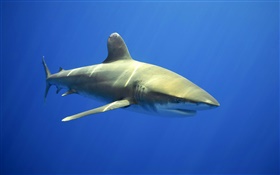 海中的鲨鱼 高清壁纸
