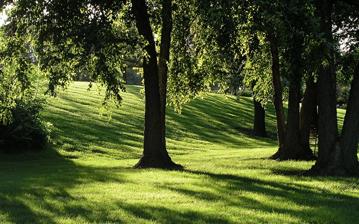 阴影，草，树木，太阳光线 壁纸 图片