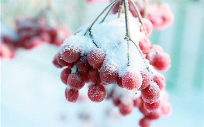 雪，红色浆果 壁纸 图片