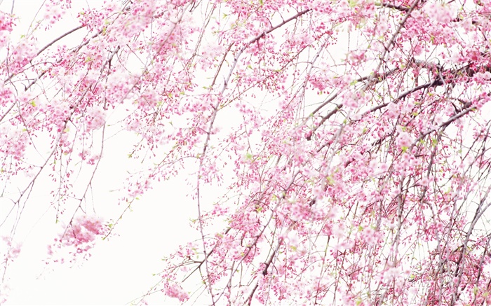 春天美丽的花朵，粉红色的樱花 壁纸 图片