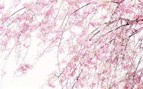 春天美丽的花朵，粉红色的樱花