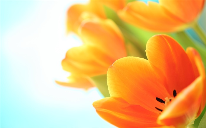 春天的花，橙色郁金香 壁纸 图片