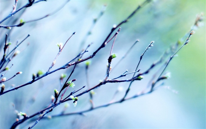 春天的树枝，芽，模糊背景 壁纸 图片