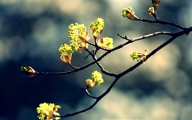春天，树枝，新鲜的叶子，背景虚化