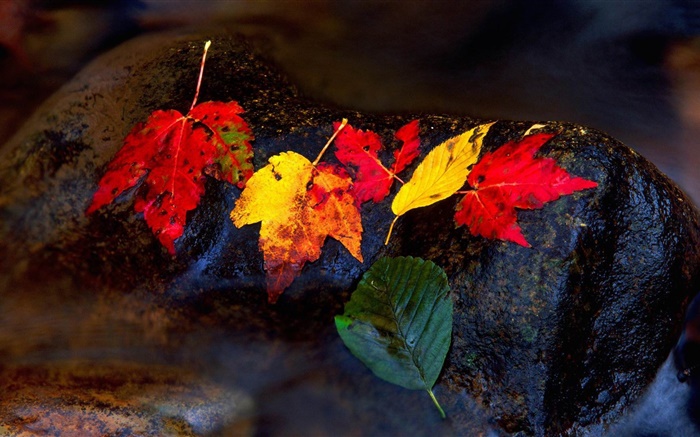 石头，黄色的树叶，流，秋天 壁纸 图片
