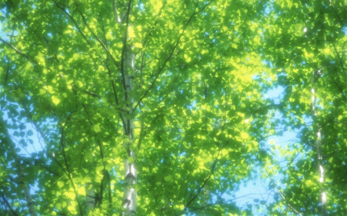 夏天的桦树林，阳光，模糊 壁纸 图片