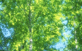 夏天的桦树林，阳光，模糊 高清壁纸
