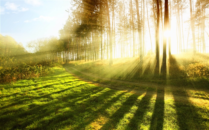 夏季森林，树木，草地，太阳光线 壁纸 图片