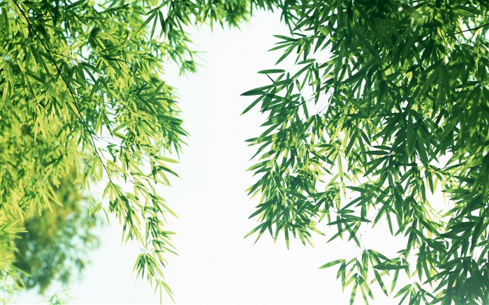 夏季的清新竹叶 壁纸 图片