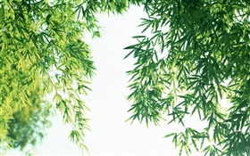 夏季的清新竹叶 高清壁纸