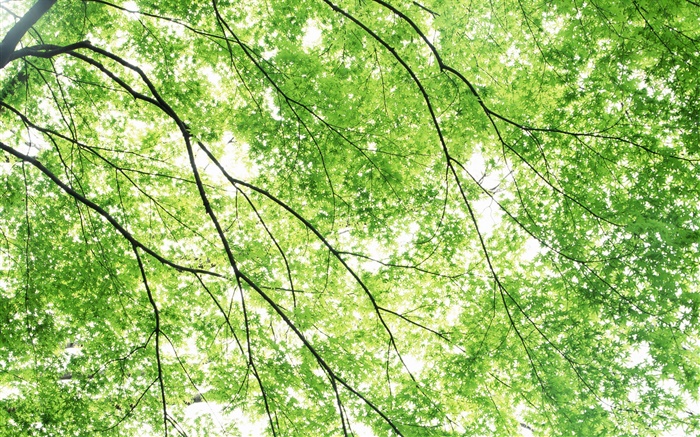 夏天，槭树，绿色，太阳光线 壁纸 图片