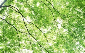 夏天，槭树，绿色，太阳光线 高清壁纸