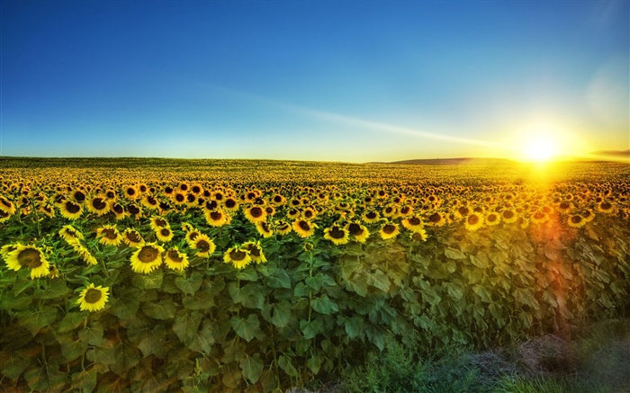 向日葵花盛开，阳光，田野 壁纸 图片