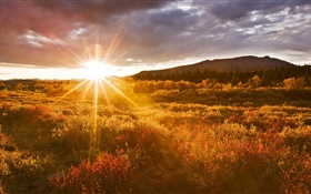 日落，草，迪纳利国家公园，阿拉斯加，美国 高清壁纸
