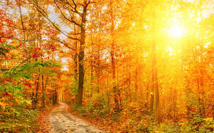 阳光，树木，森林，秋天，路径 壁纸 图片