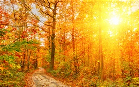 阳光，树木，森林，秋天，路径 高清壁纸