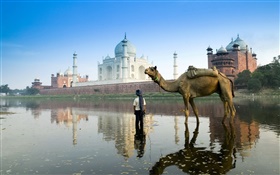 泰姬陵，印度，骆驼
