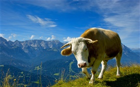 山上的公牛 高清壁纸