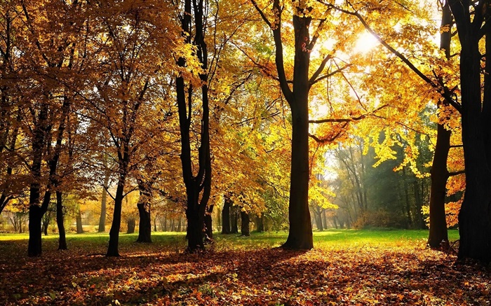 树木，秋天，红叶，太阳光线 壁纸 图片