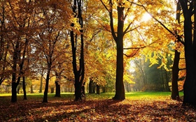 树木，秋天，红叶，太阳光线 高清壁纸
