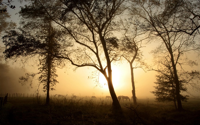 树，马，早晨，雾，日出 壁纸 图片
