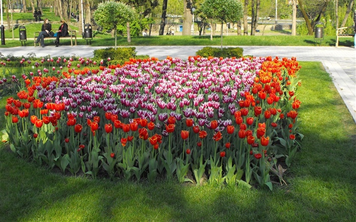 公园里的郁金香花 壁纸 图片