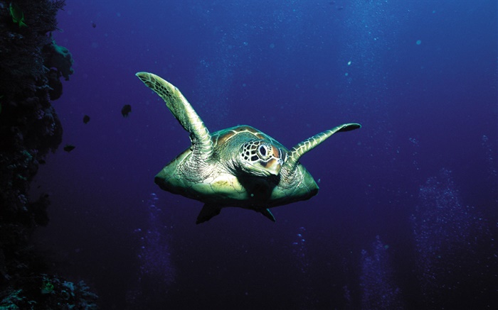 海龟，深海 壁纸 图片
