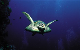 海龟，深海 高清壁纸