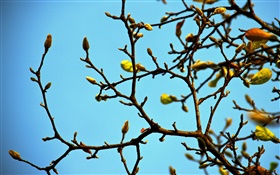 小枝，芽，春，蓝天 高清壁纸