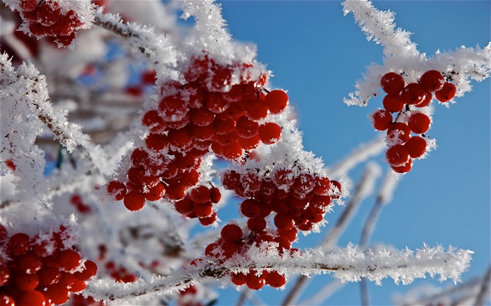 小枝，红果，雪，冰 壁纸 图片