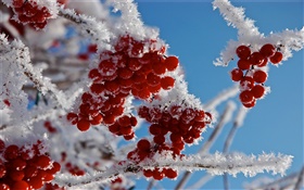 小枝，红果，雪，冰 高清壁纸