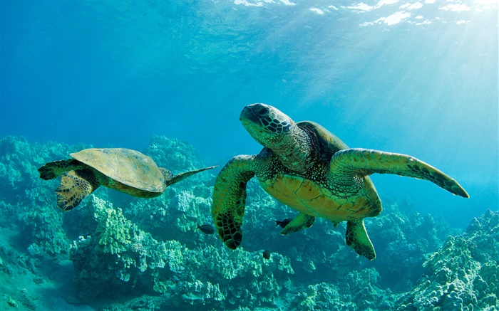 两个绿海龟，在水下，珊瑚，毛伊岛 壁纸 图片