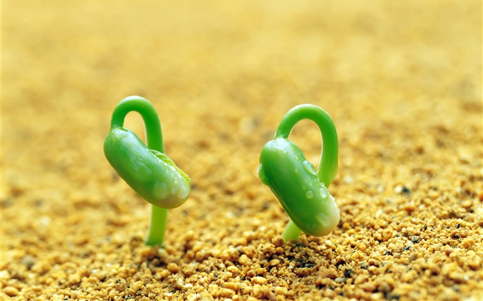 两个绿豆芽，沙子，春天 壁纸 图片