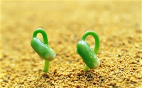 两个绿豆芽，沙子，春天
