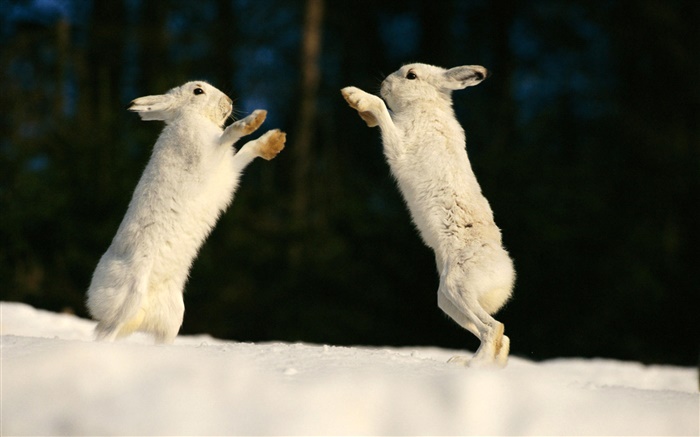 两只兔子玩耍 壁纸 图片