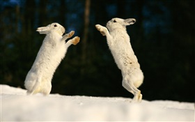 两只兔子玩耍 高清壁纸