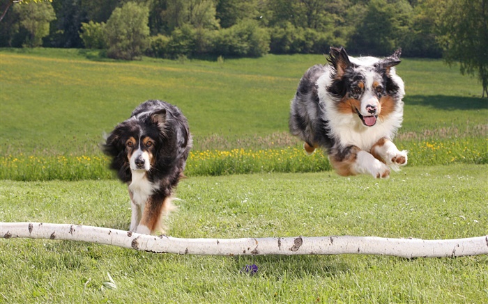 两只奔跑的狗 壁纸 图片