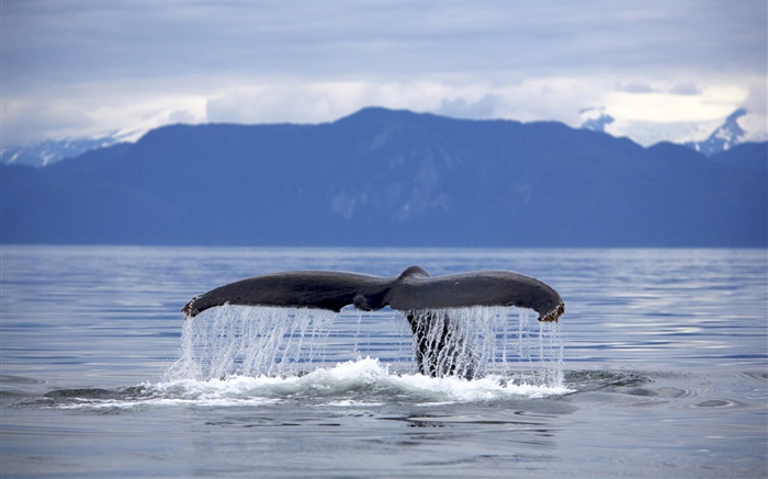 美国，阿拉斯加，座头鲸尾巴 壁纸 图片