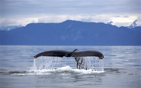 美国，阿拉斯加，座头鲸尾巴 高清壁纸